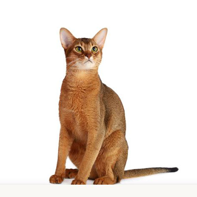 Abyssinian