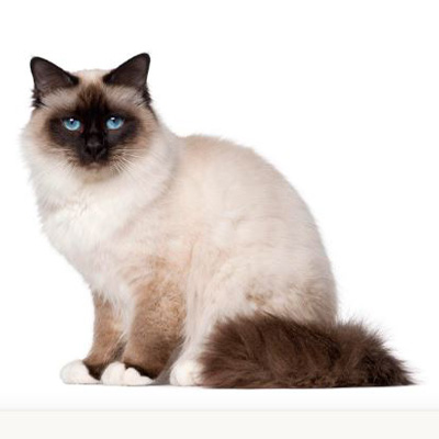 Birman