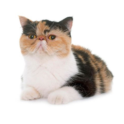 Exotic Shorthair