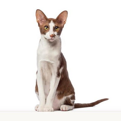 Oriental Shorthair