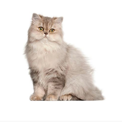 Persian cat