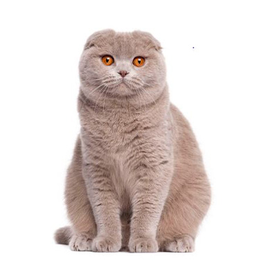 Scottish Fold