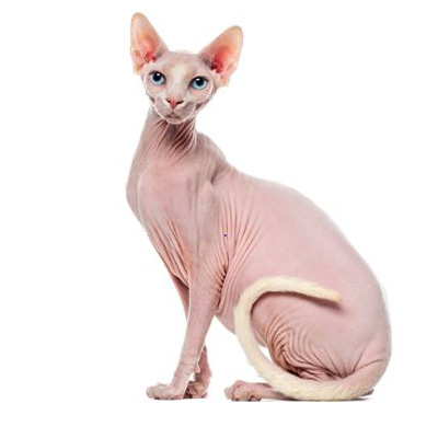 Sphynx