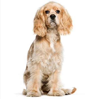 American-Cocker-Spaniel