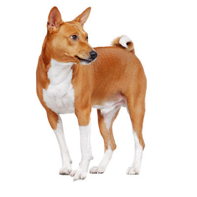 Basenji