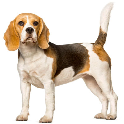 Beagle