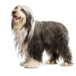 Bearded-Collie-300x300