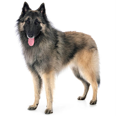 Belgian-German-Shepherd