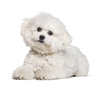 Bichon-Frise