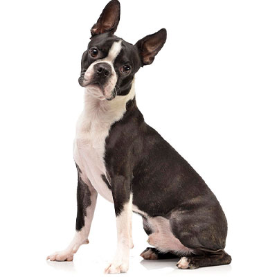 Boston-Terrier