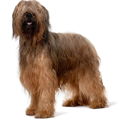 Briard