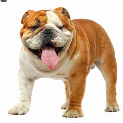 Bulldog-1