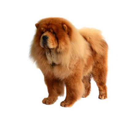 Chow-Chow