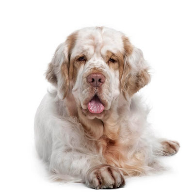 Clumber-Spaniel