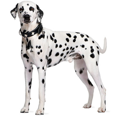 Dalmatian