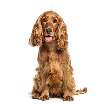 English-Cocker-Spaniel