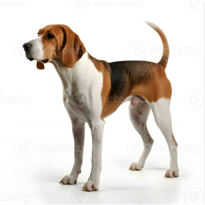 English-Foxhound