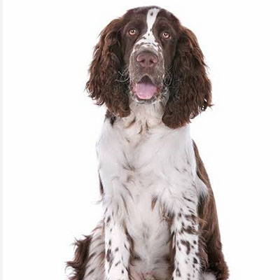 English-Springer-Spaniel