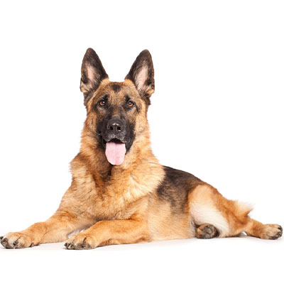 German-Shepherd