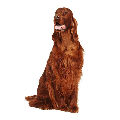 Irish-Setter