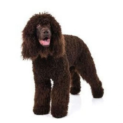 Irish Water Spaniel