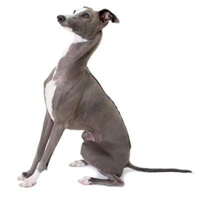 Italian-Greyhound