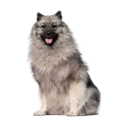 Keeshond