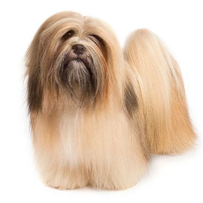 Lhasa-Apso