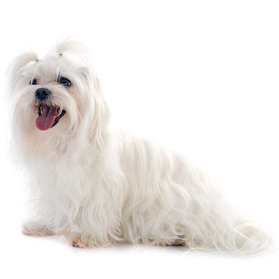 Maltese