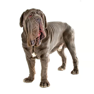 Neapolhtan-Mastiff