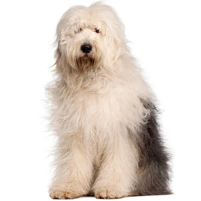 Old-English-Sheepdog