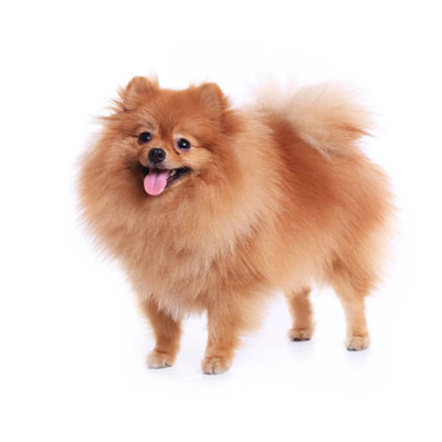 Pomeranian