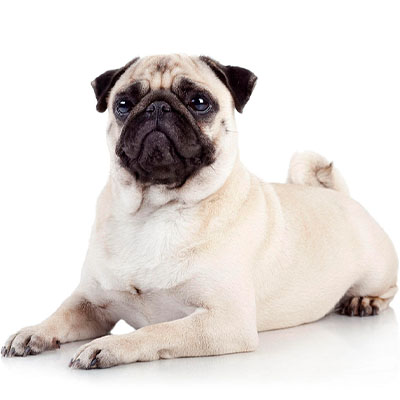 Pug