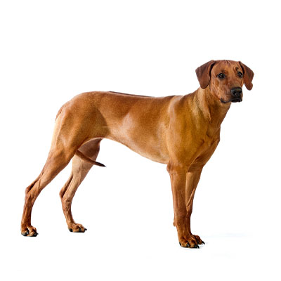 Rhodesian-Ridgeback