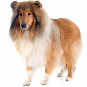 Rough-Collie-300x300