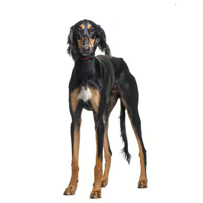 Saluki