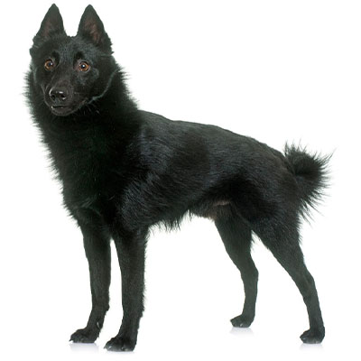 Schipperke