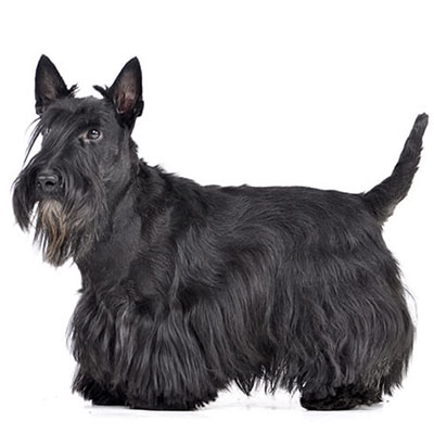 Scottish-Terrier