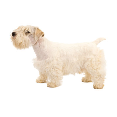 Sealyham-Terrier