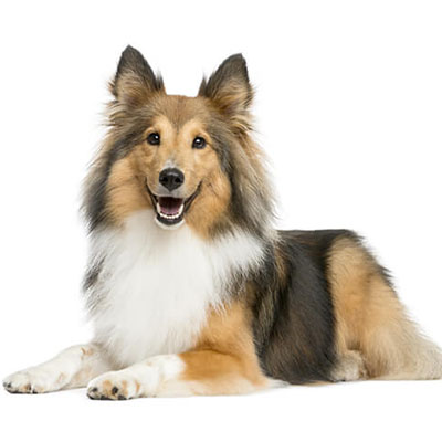 Shetland-Sheepdog