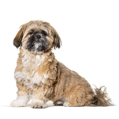 Shih-Tzu