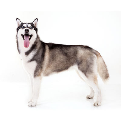 Siberian-Husky