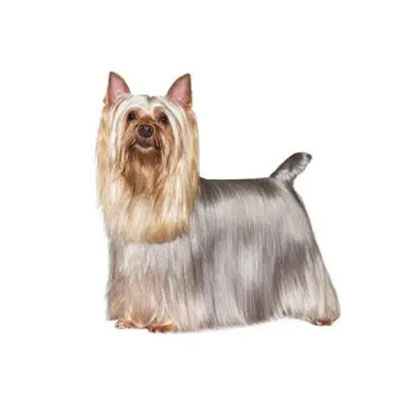 Sidney-Silky-Terrier