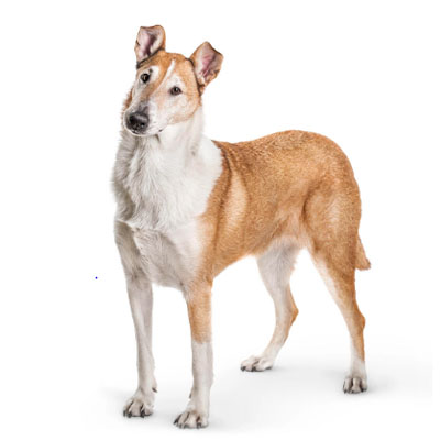 Smooth-Collie