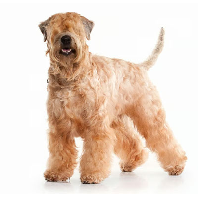 Soft-Coated-Wheaten-Terrier