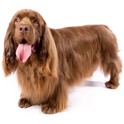 Sussex-Spaniel