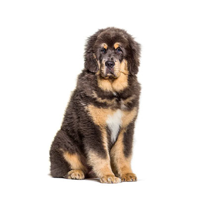 Tibetan-Mastiff