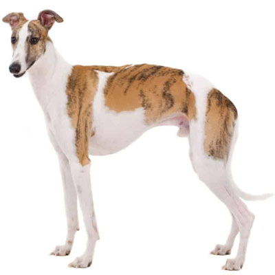 Whippet