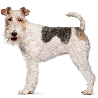 Wirehair-Fox-Terrier