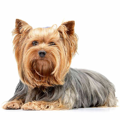 Yorkshire-Terrier